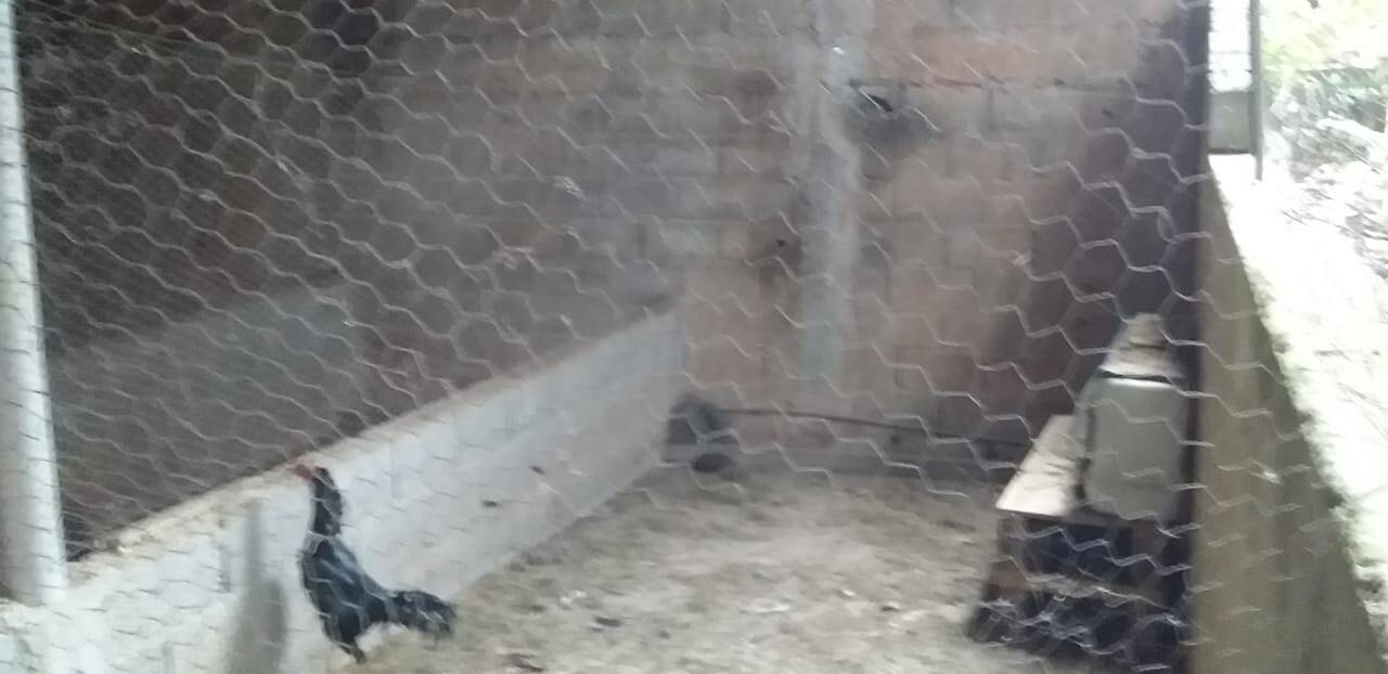 Chácara à venda com 5 quartos, 3300m² - Foto 21