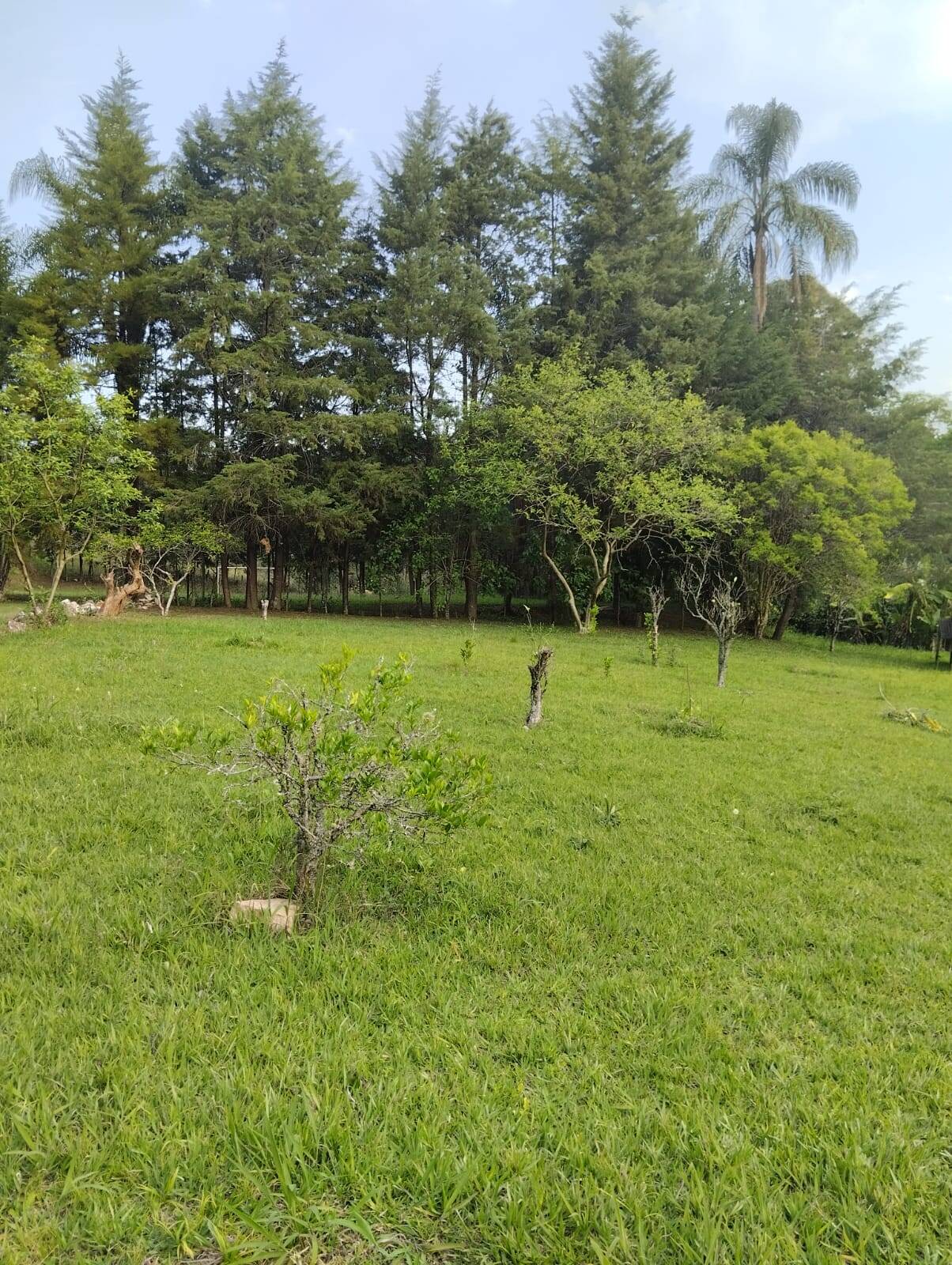 Sítio à venda com 5 quartos, 2m² - Foto 8