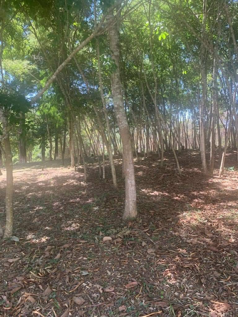 Sítio à venda com 8 quartos, 63000m² - Foto 29
