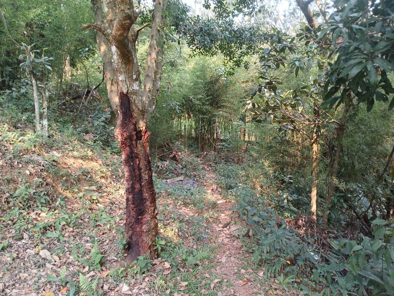 Chácara à venda com 3 quartos, 4000m² - Foto 13