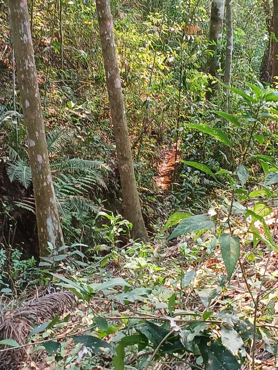 Chácara à venda com 3 quartos, 4000m² - Foto 24