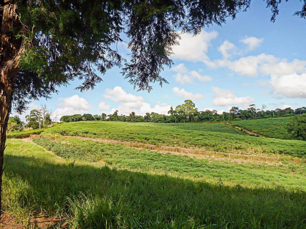 Terreno, 2 hectares - Foto 4